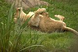 leipzig zoo-01_07_2011_zoo_allgemein_320